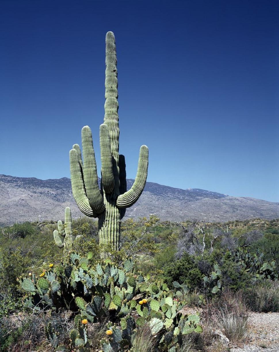 Free Image of Giant Cactus Standing in Desert 