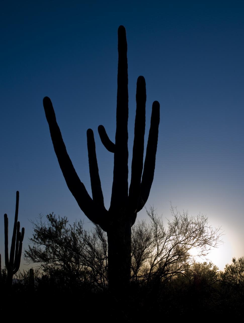 Free Image of Large Cactus Silhouetted Against Blue Sky 