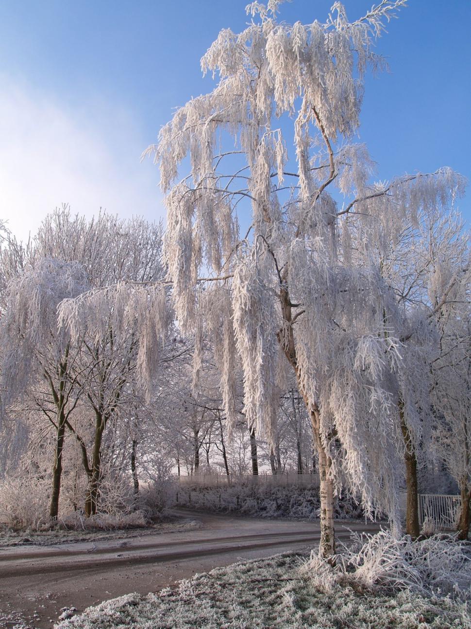 Free Image of Ice-Covered Tree Alongside Road 