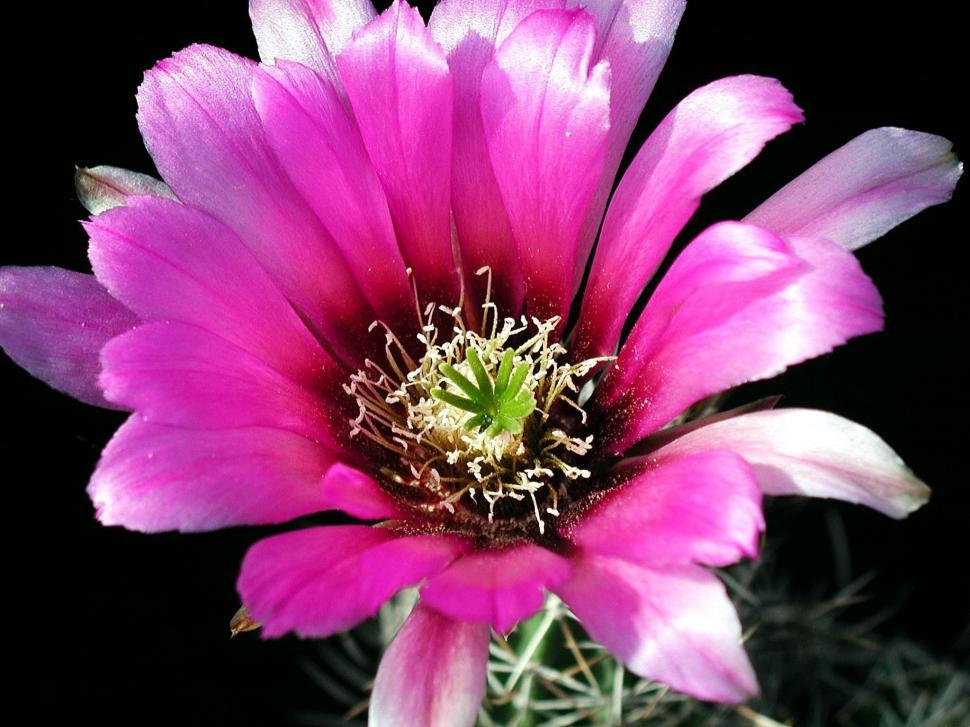 Free Image of Pink Flower Blooming Against Black Background 