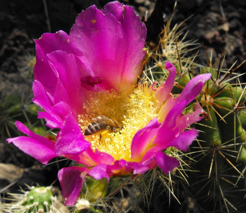 Free Image of Pink Flower With Bee Feeding 