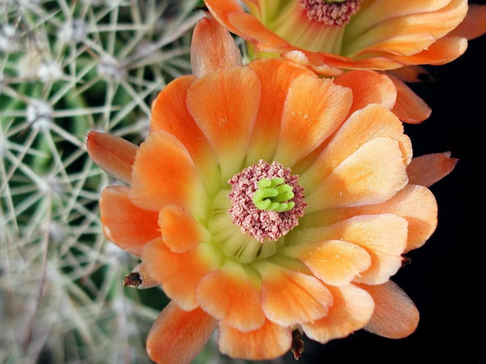 Free Image of Close Up of Two Orange Flowers Near a Cactus 