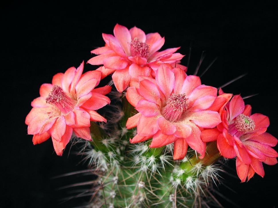 Free Image of Close Up of a Cactus With Pink Flowers 