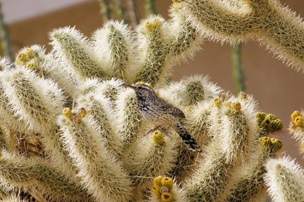 Free Image of Small Bird Perched on White Cactus 