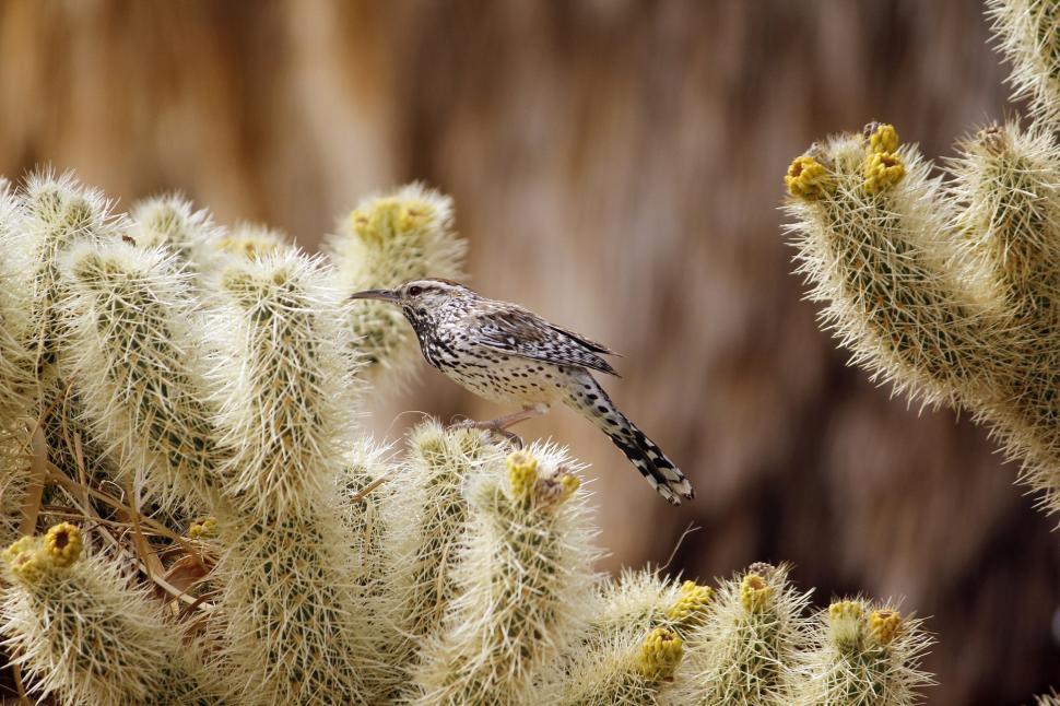 Free Image of Small Bird Perched on Top of Green Cactus 