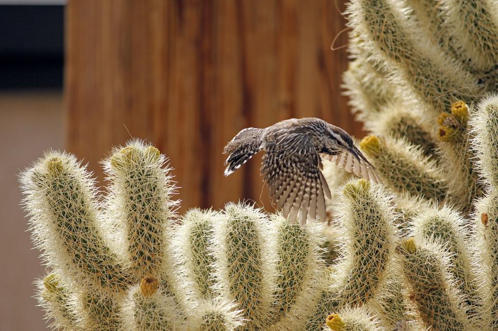 Free Image of Small Bird Perched on Top of a Cactus 