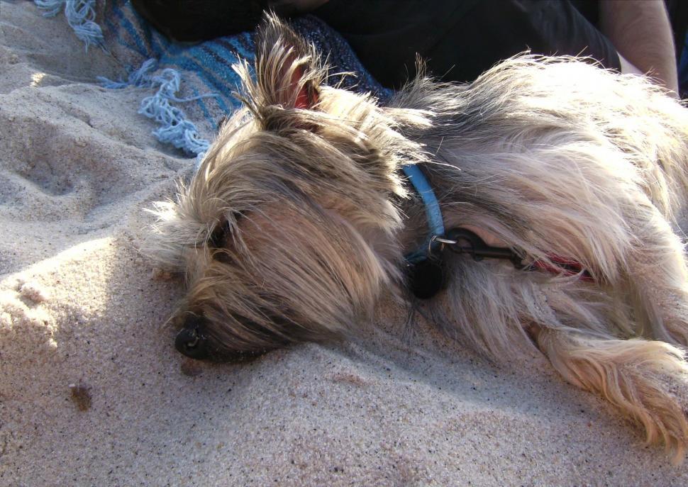 Free Image of Small Dog Laying on Sandy Beach 
