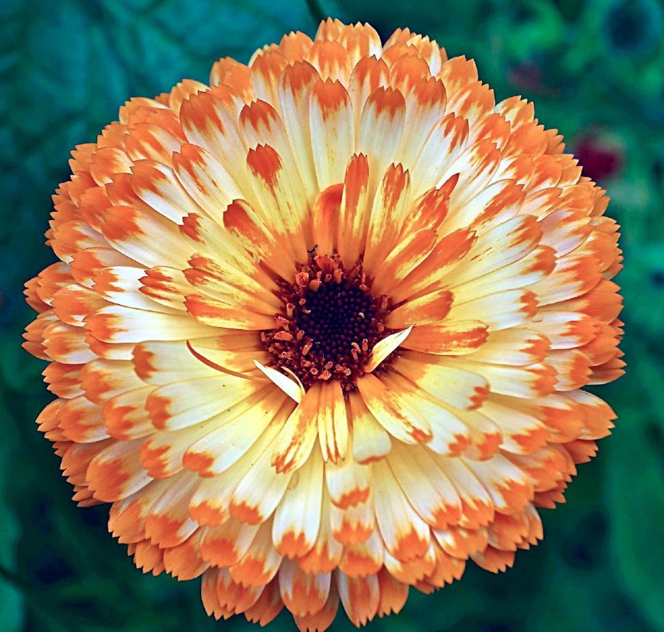 Free Image of Orange and White Flower on Green Background 