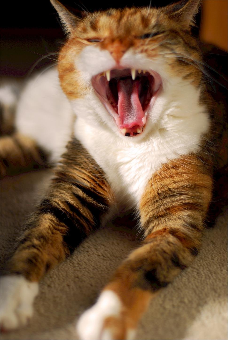 Free Image of Cat Yawns on Floor 
