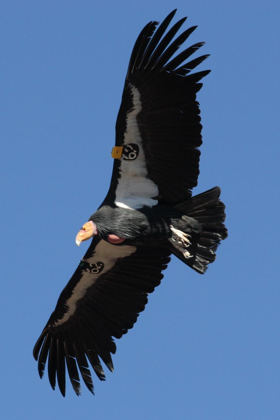Free Image of Large Black Bird Flying Through Blue Sky 