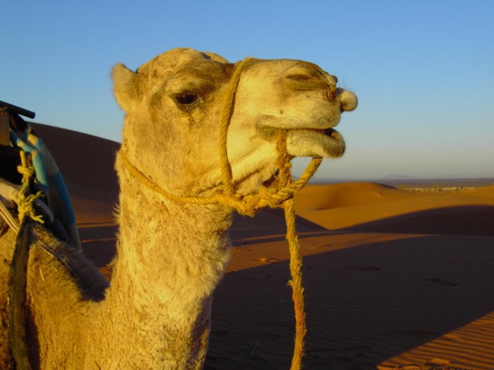 Free Image of Camel With Saddle in Desert 