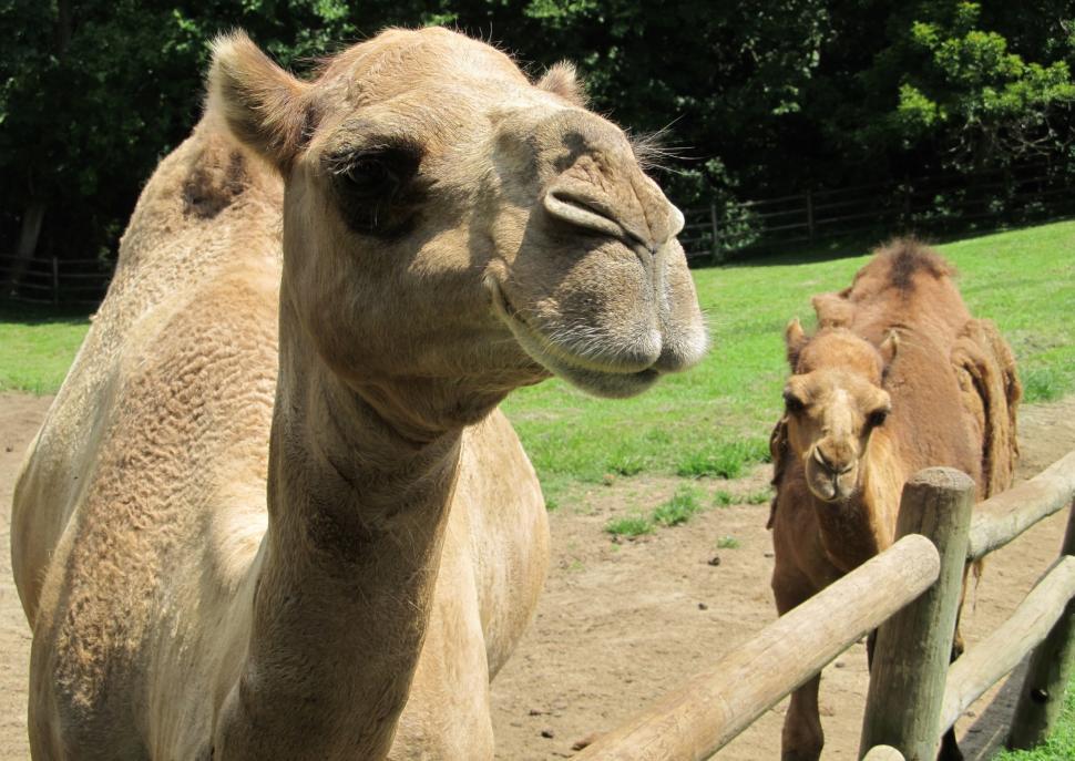 Free Image of Couple of Camels Standing by Wooden Fence 