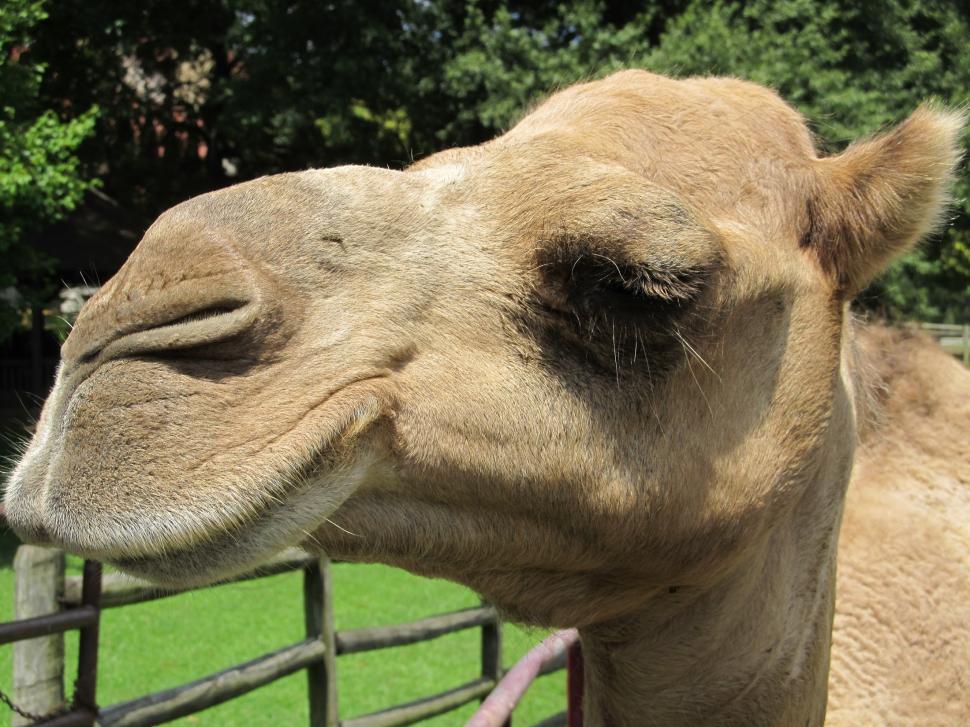 Free Image of Close Up of a Camel Near a Fence 