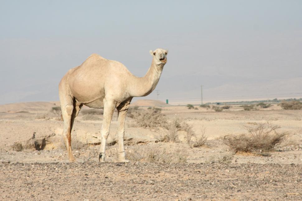Free Image of Camel Standing in the Middle of Desert 