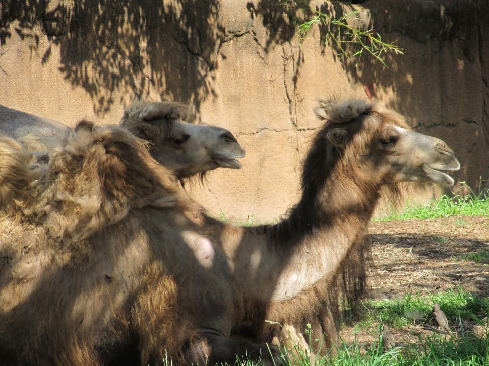 Free Image of Two Camels Standing in Grass 