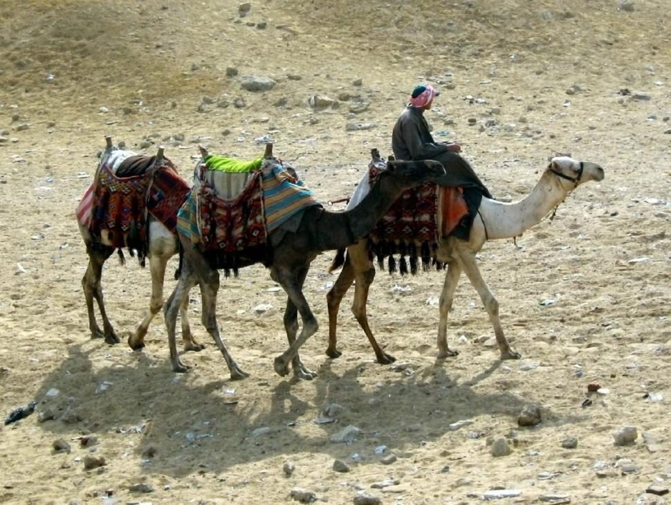 Free Image of Men Riding on Camels in the Desert 