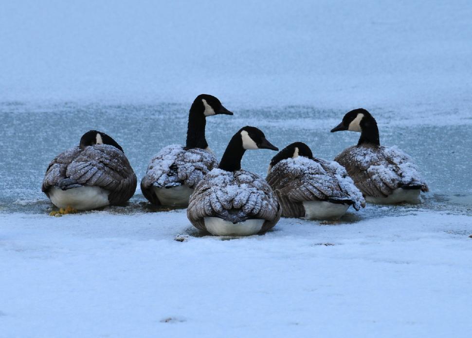 Free Image of Group of Ducks Sitting on Snow Covered Ground 