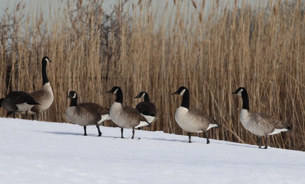 Free Image of A Flock of Geese Crossing a Snow Covered Field 