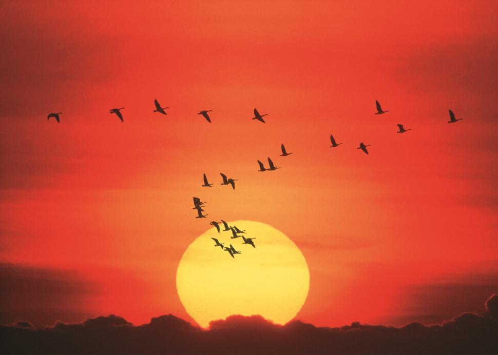 Free Image of Flock of Birds Flying Over a Sunset 
