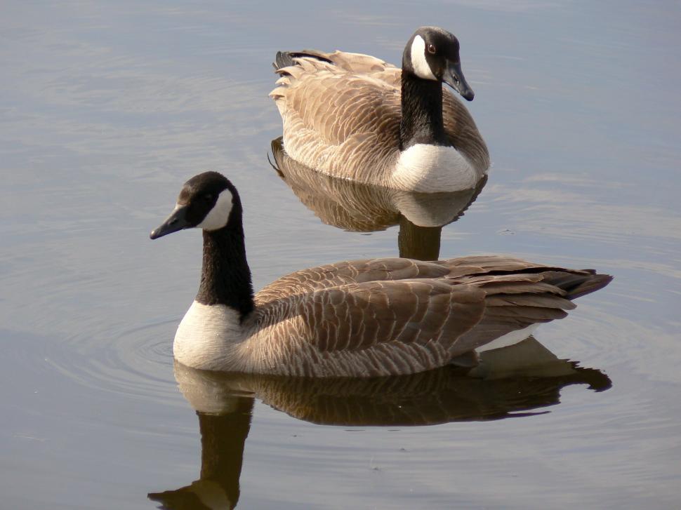 Free Image of Ducks Floating on Top of a Lake 