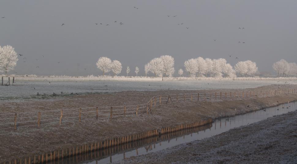 Free Image of winter trees 