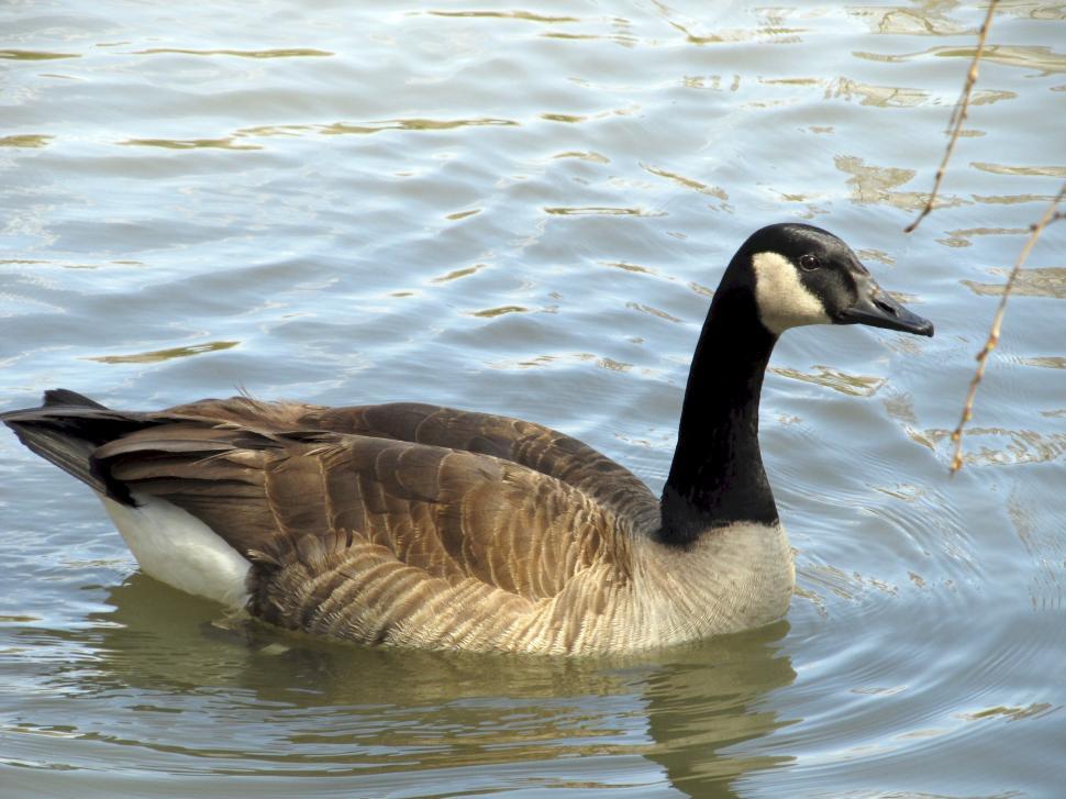 Free Image of Duck Floating on Body of Water 