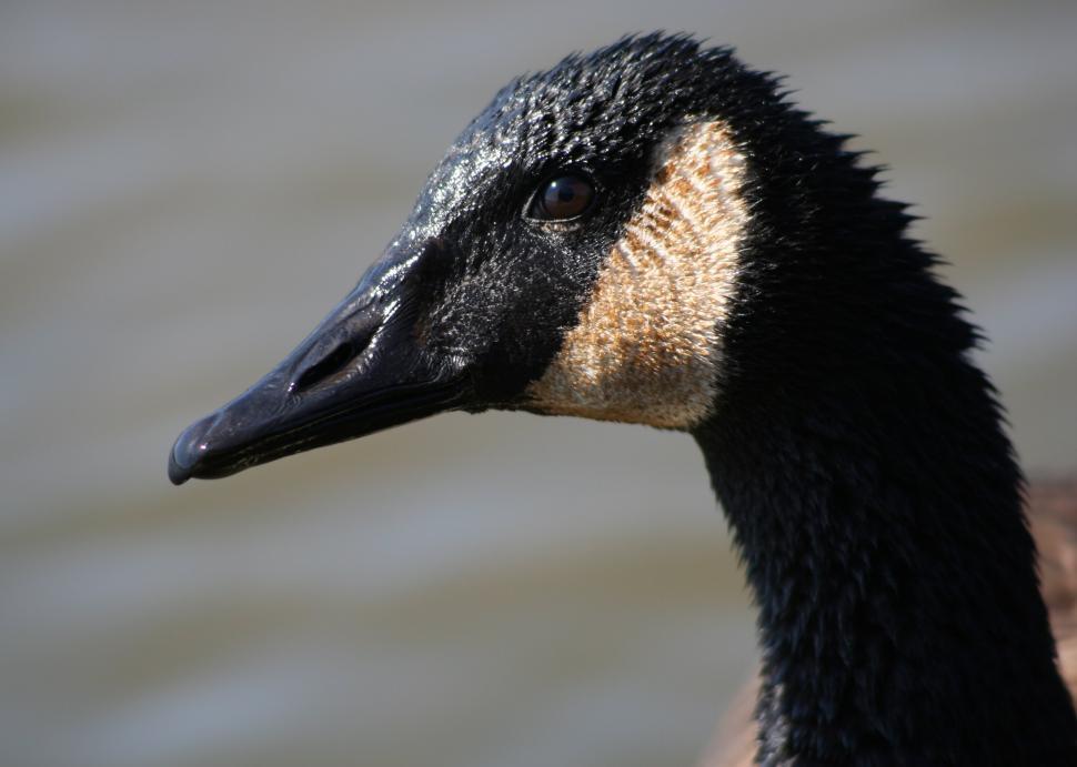 Free Image of Close Up of Duck by Water 
