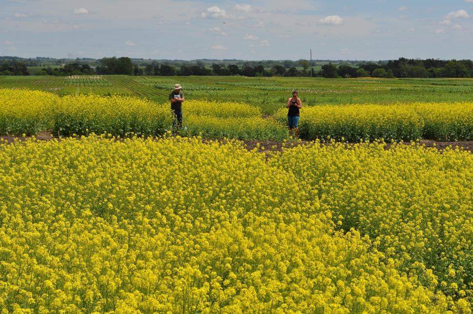 Free Image of Two People Standing in a Field of Yellow Flowers 