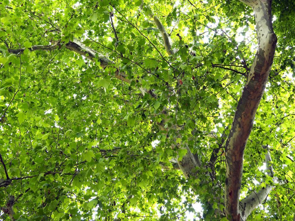 Free Image of Looking Up Into the Canopy of a Tree 