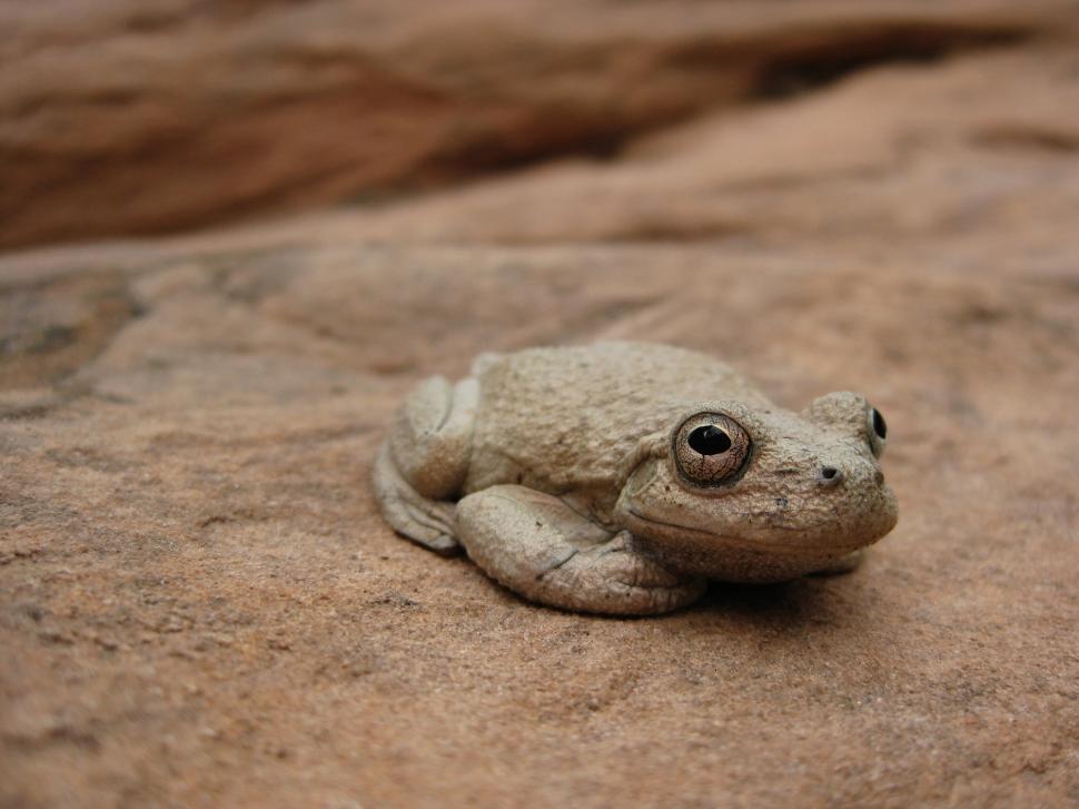 Free Image of Small Frog Perched on Top of Rock 