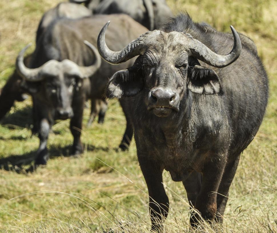 Free Image of water buffalo old world buffalo cattle bovid ruminant beef animal cow bovine ranch mammal farm bull ox pasture 