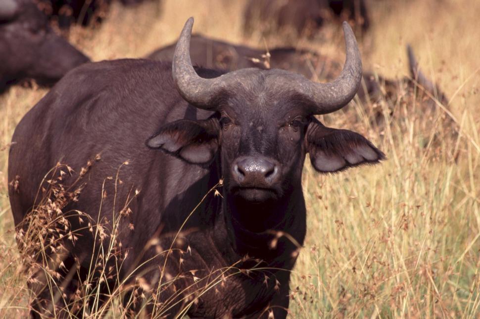 Free Image of Black Bull Standing in Field of Tall Grass 