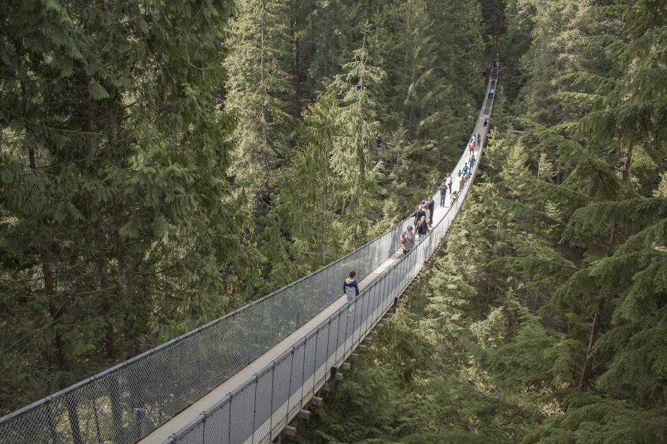 Free Image of Suspension Bridge Amidst Forest Canopy 