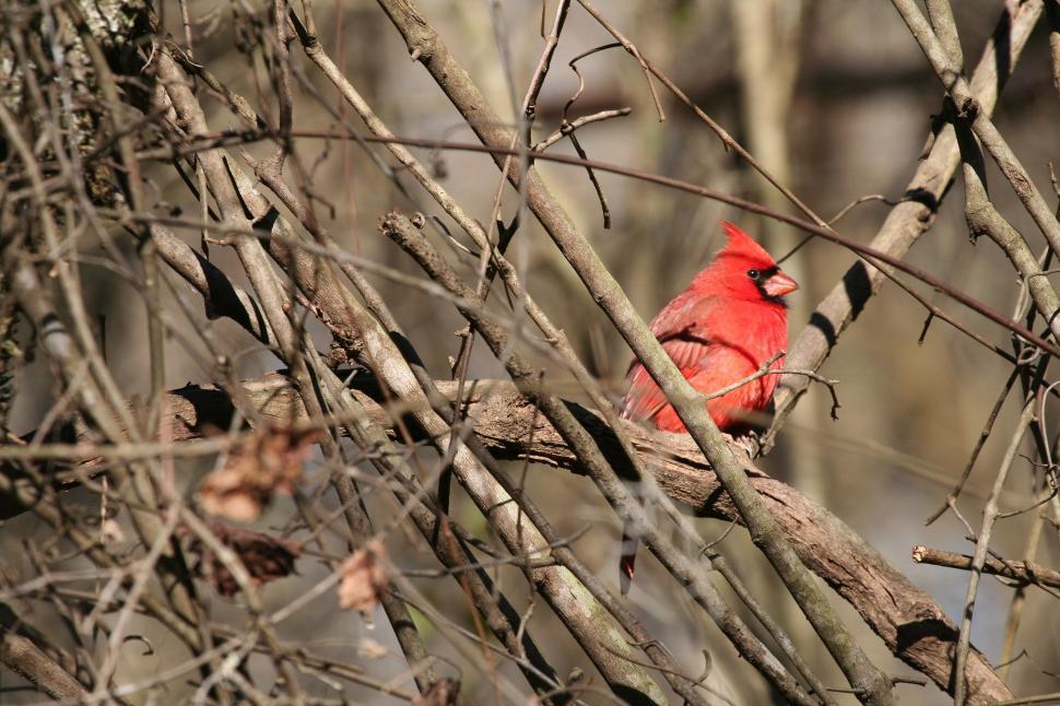 Free Image of Red Bird Sitting on Branch in Tree 