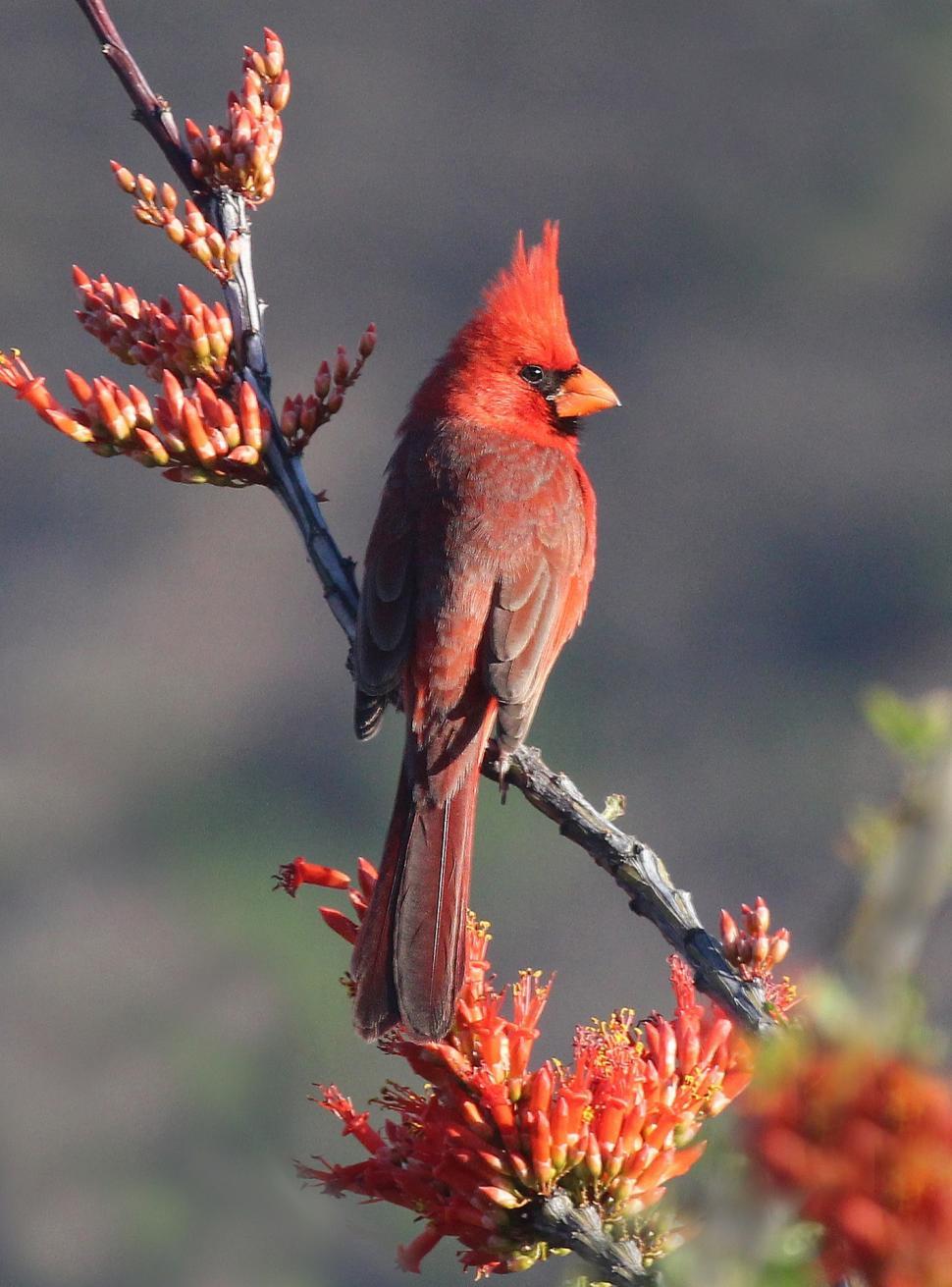 Free Image of Red Bird Perched on Tree Branch 