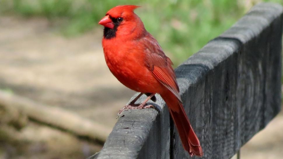 Free Image of Red Bird Perched on Black Fence 