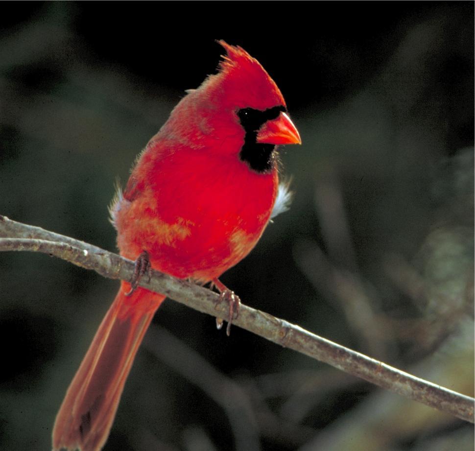 Free Image of Red Bird Perched on Branch 