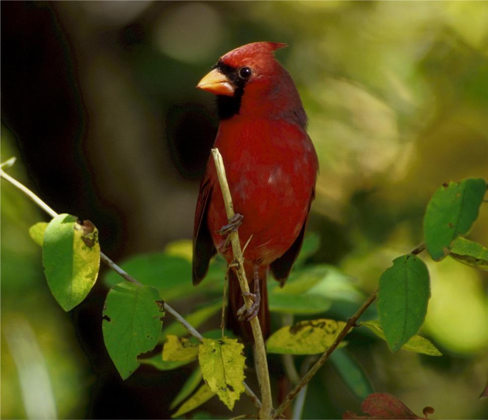 Free Image of Red Bird Perched on Branch in Tree 