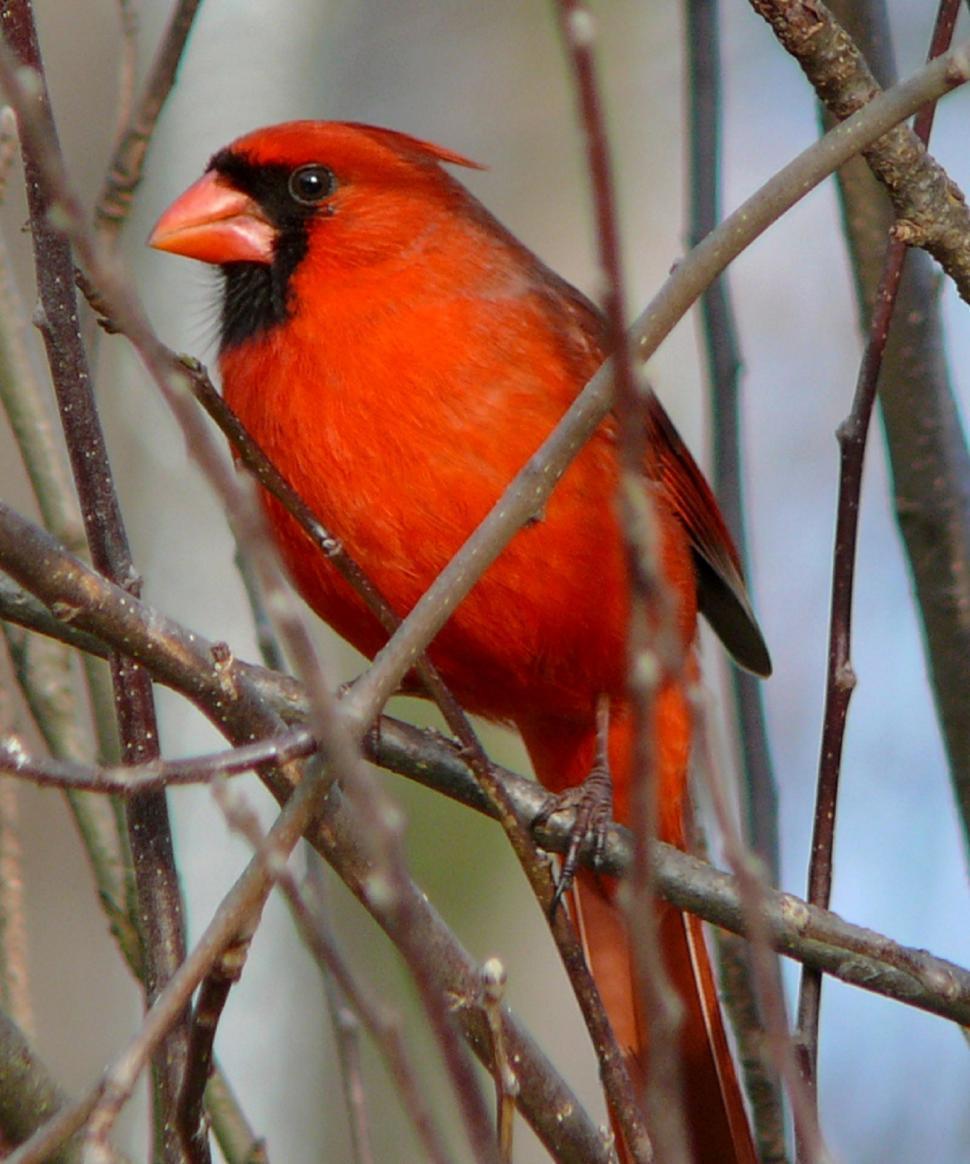 Free Image of Red Bird Sitting on Top of a Tree Branch 
