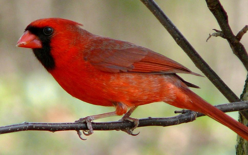 Free Image of Red Bird Perched on Tree Branch 