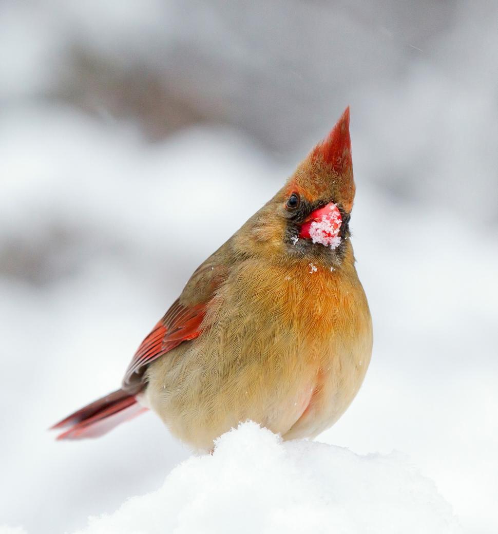Free Image of Red and Brown Bird Standing in the Snow 
