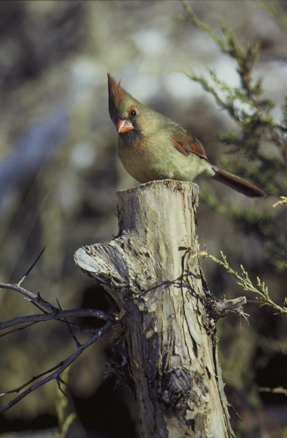 Free Image of Bird Perched on Top of Tree Stump 