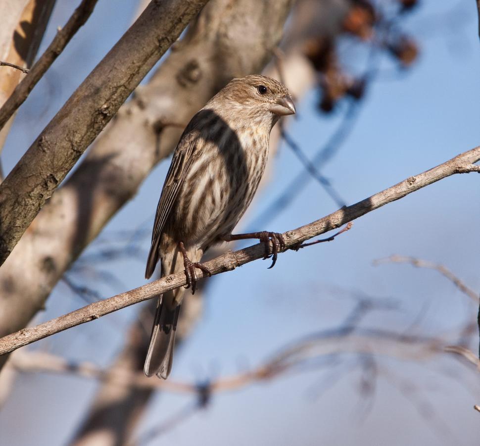 Free Image of Bird Sitting on Tree Branch 