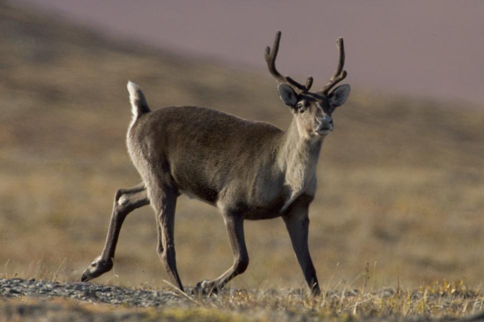 Free Image of Deer Walking Across Dry Grass Field 