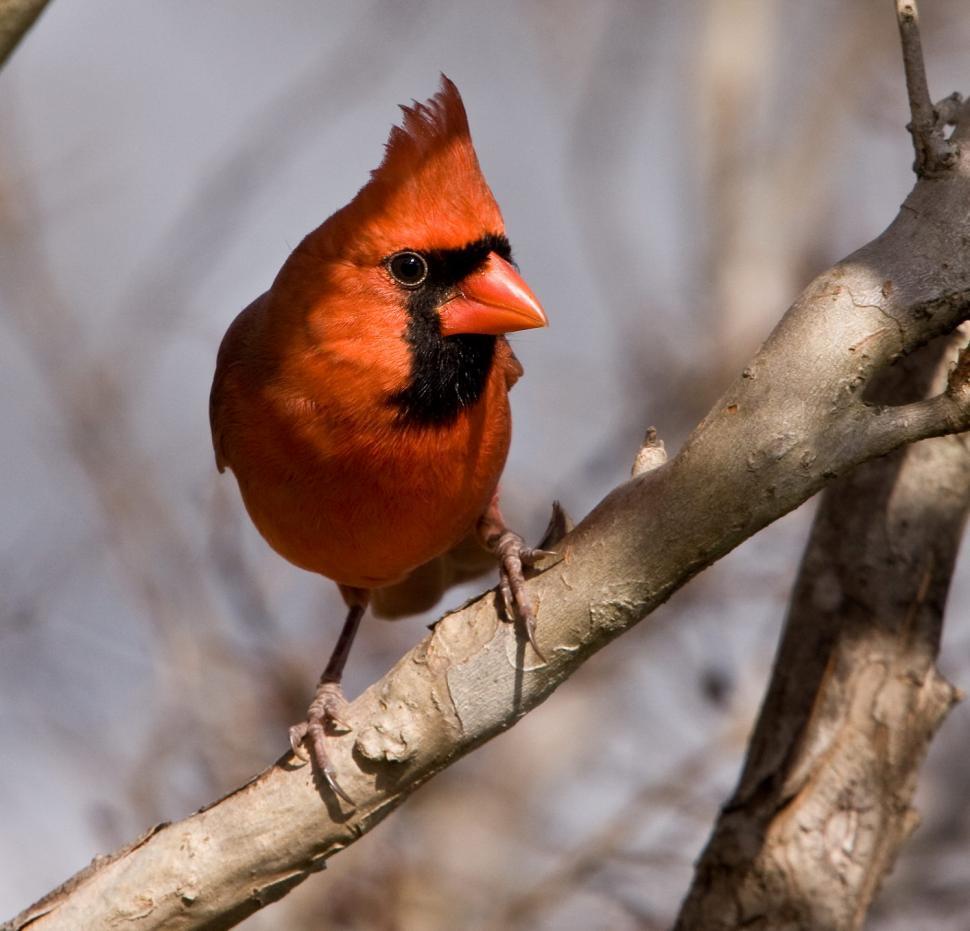 Free Image of Red and Black Bird Perched on Tree Branch 