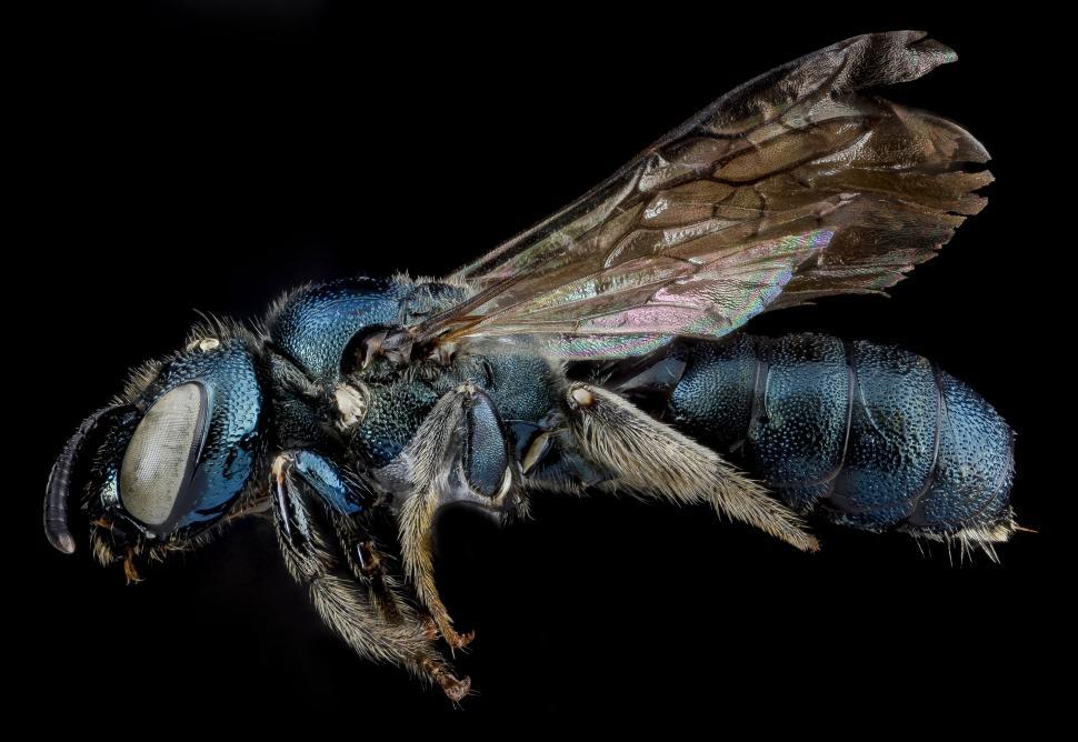 Free Image of Close Up of a Blue Fly on Black Background 