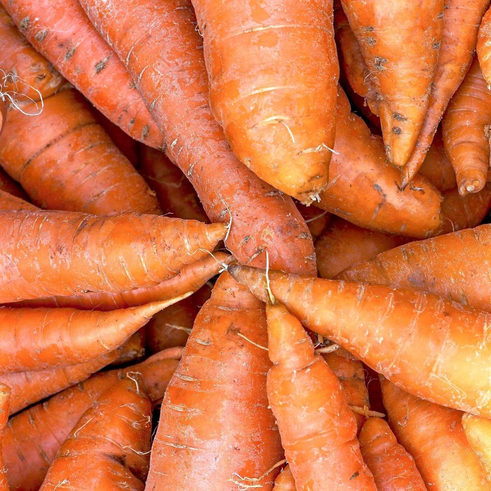 Free Image of Piled Up Carrots in a Bunch 