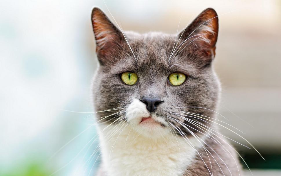 Free Image of Gray and White Cat With Green Eyes 