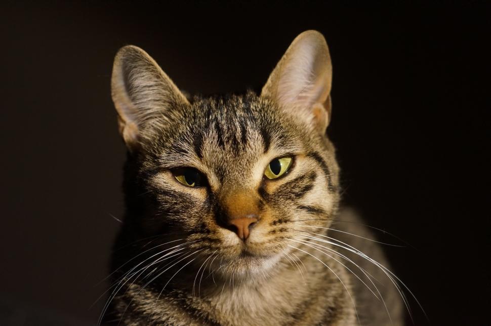 Free Image of A Cat Sitting in the Dark 