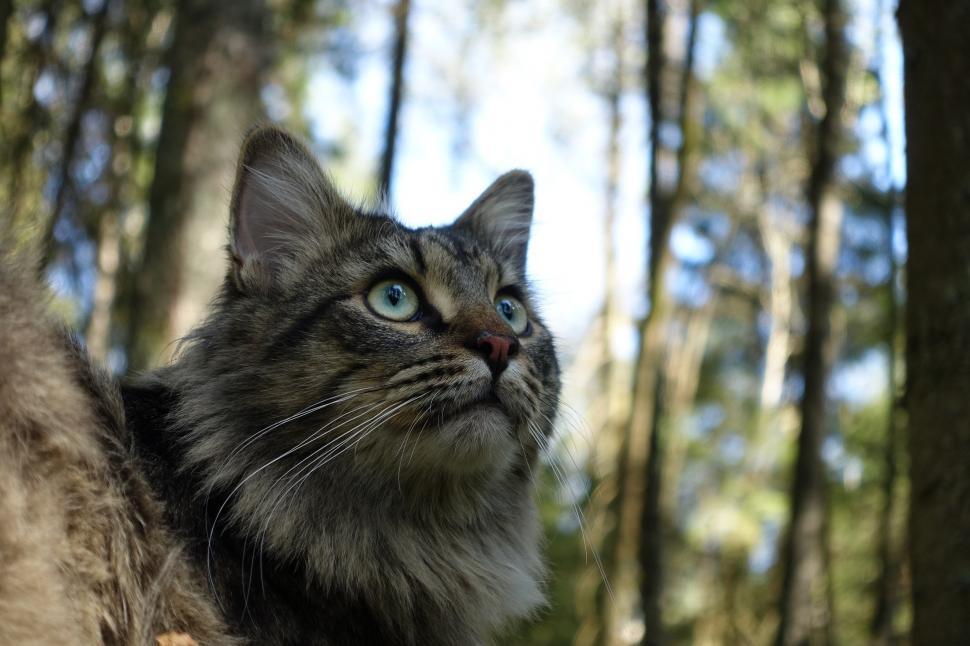 Free Image of Cat Sitting in the Woods Looking Up 